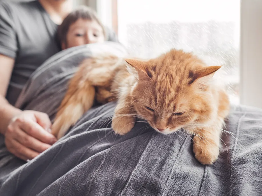 An orange tabby cat asleep on a blanket covering a father and his son.