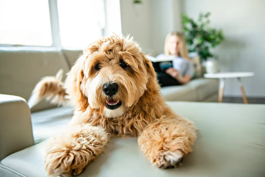 A golden doodle dog laying on the couch, enjoying the climate controlled living room.