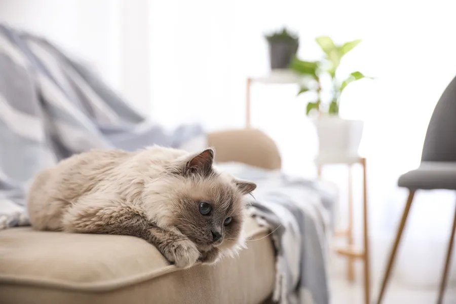 A Himalayan cat laying on a couch, enjoying the climate controlled living room.