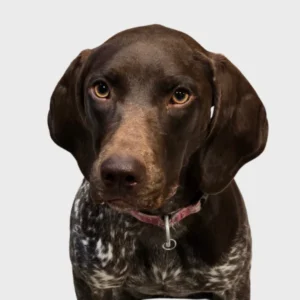 Autumn, Office Dog