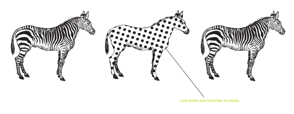 spotted zebra in the middle of striped zebras